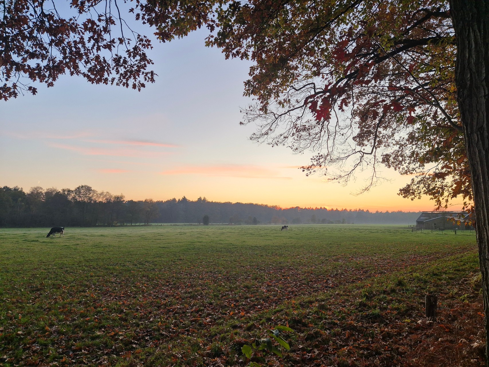 View of a field near Enschede as the sun sets.